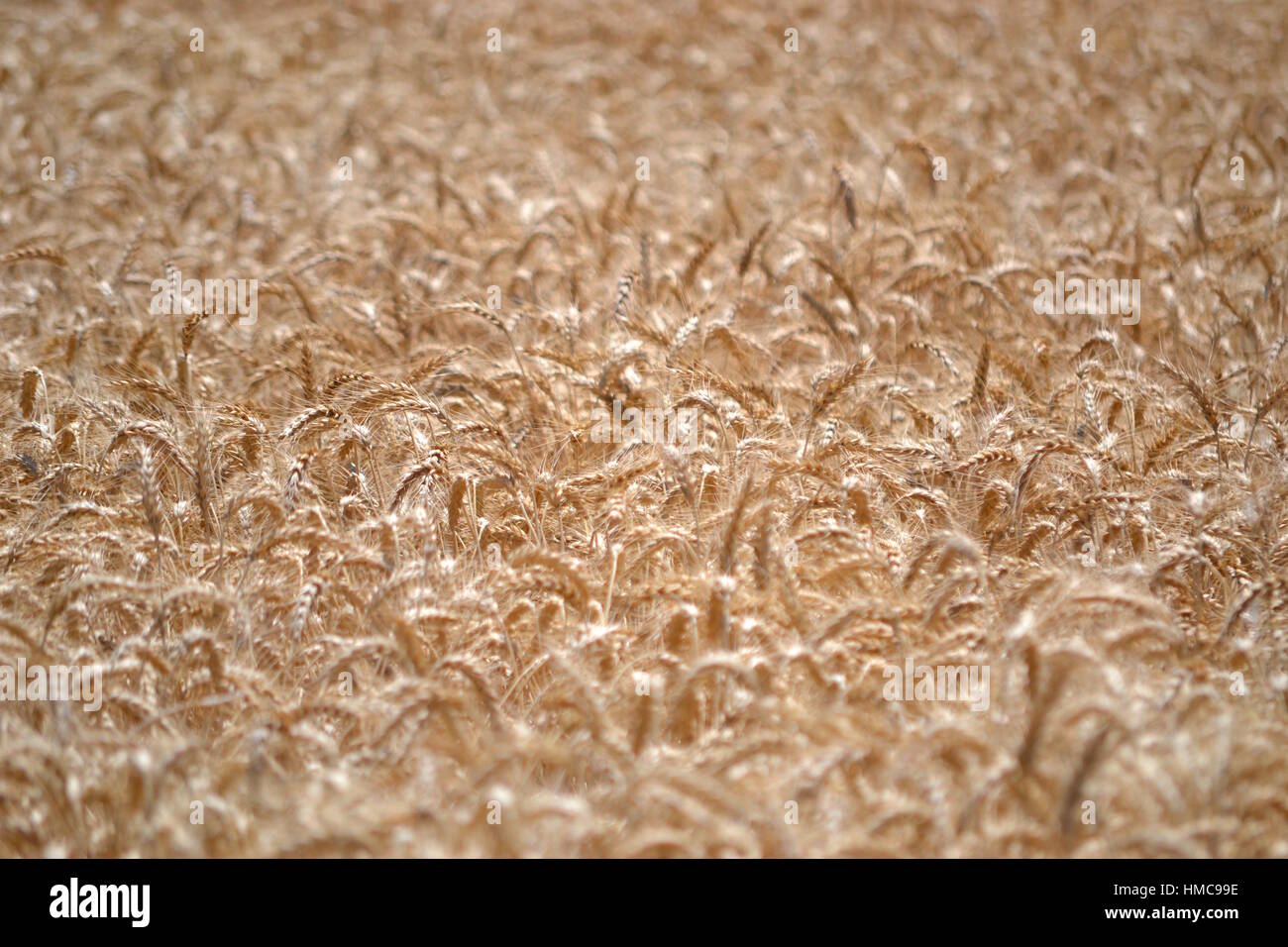 Full frame view of wheat crop ready be harvested in glinting sunlight Stock Photo