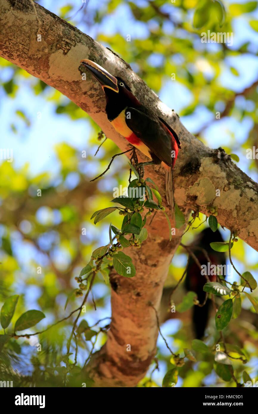 Braunohrarasari, (Pteroglossus castanotis), adult, auf Baum, Pantanal, Mato Grosso, Brasilien, Suedamerika  Chestnut-Eared Aracari, (Pteroglossus cast Stock Photo