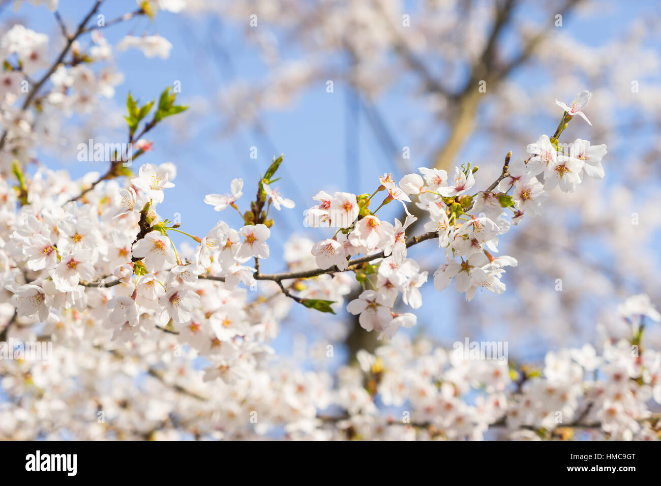 Cherry Blossoms of Doshi River in Yamanashi, Japan Stock Photo - Alamy