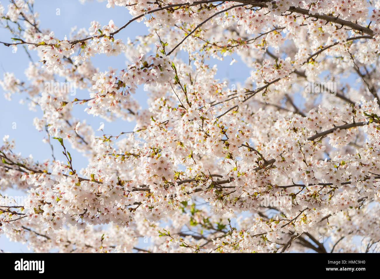 Cherry Blossoms of Doshi River in Yamanashi, Japan. Stock Photo