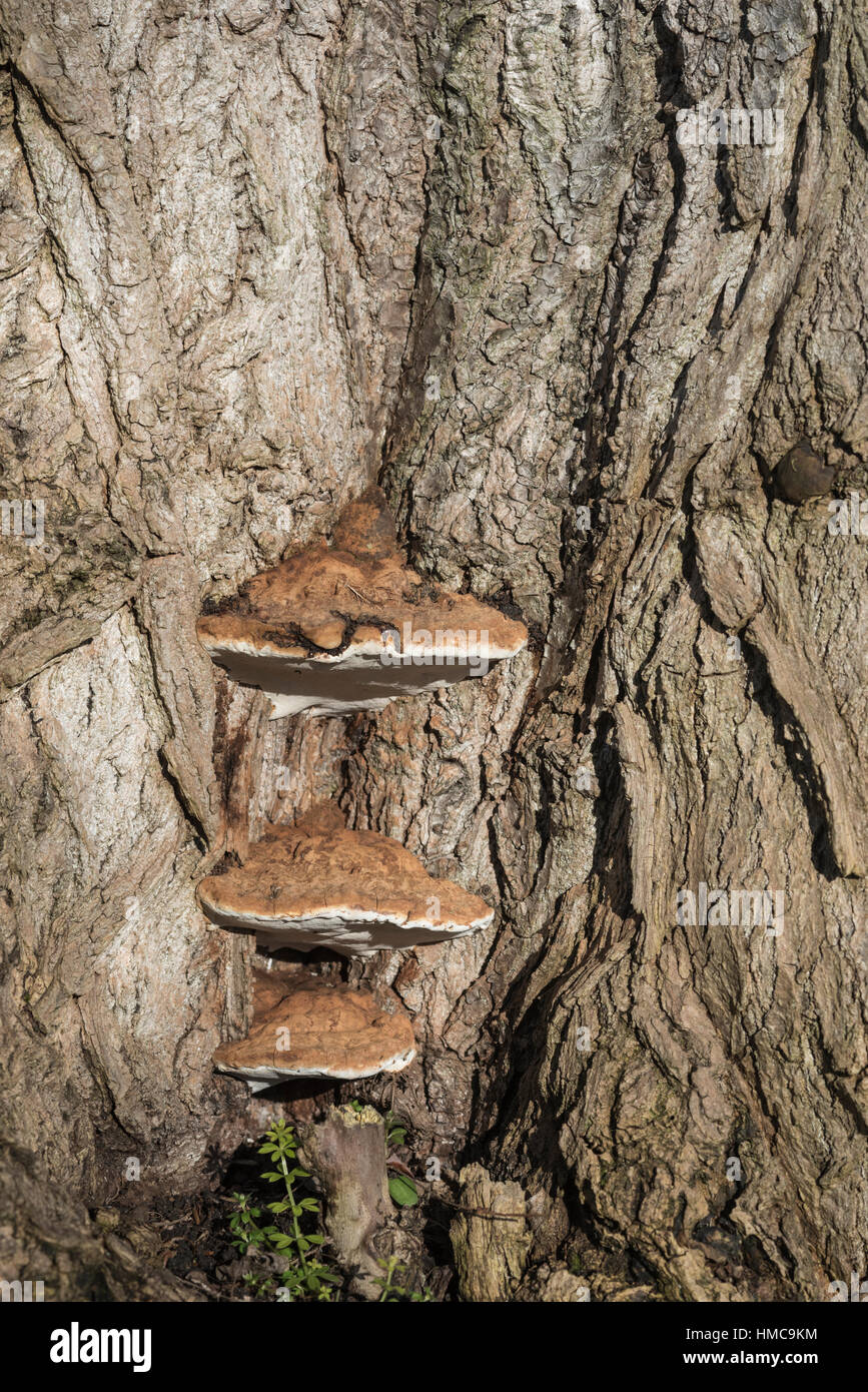 Bracket fungi (Ganoderma sp) on a Willow stump Stock Photo