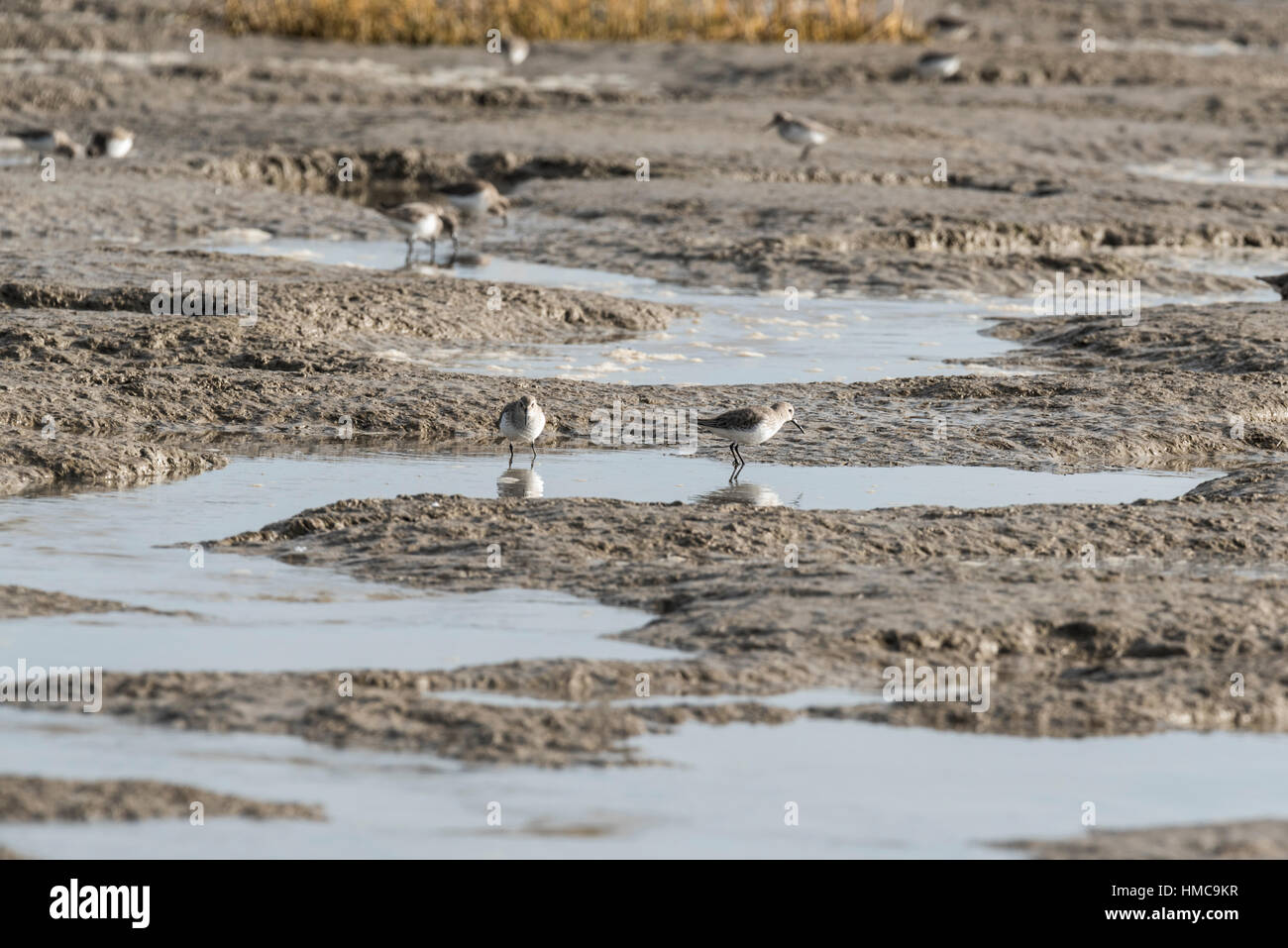 Dunlin (Calidris alpina) feeding at low tide Stock Photo