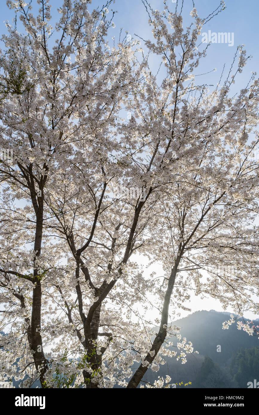 Cherry Blossoms of Doshi River in Yamanashi, Japan. Stock Photo