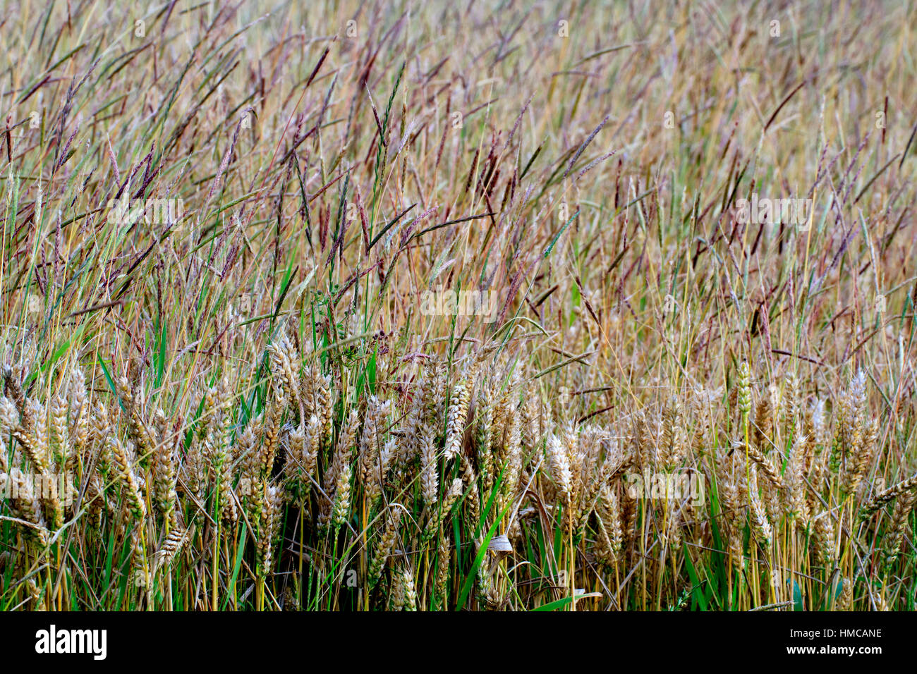 Black grass growing among wheat. Stock Photo