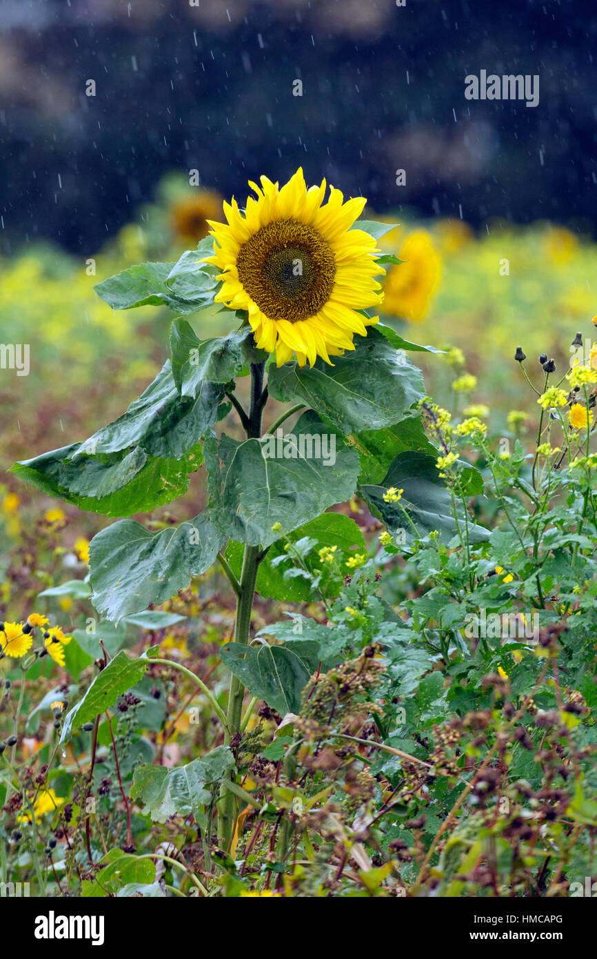 Sunflower in the rain Stock Photo Alamy
