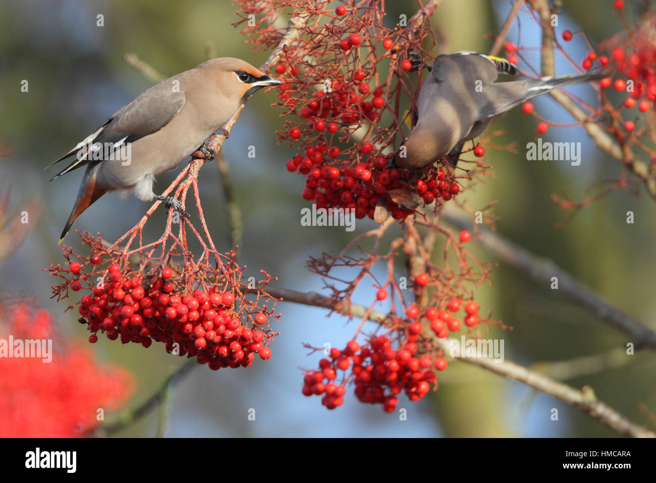 Bohemian Waxwing (Bombycilla garrulus) - a pink bird from Scandinavia feeding on red berries in a Norfolk housing estate Stock Photo