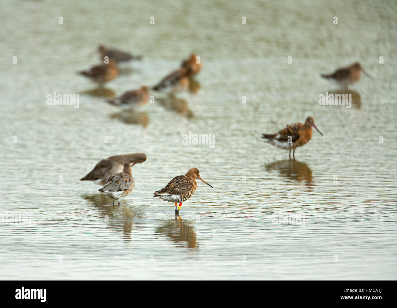 colour rings. color bands. COLOUR RINGING. COLOR BANDING Stock Photo ...