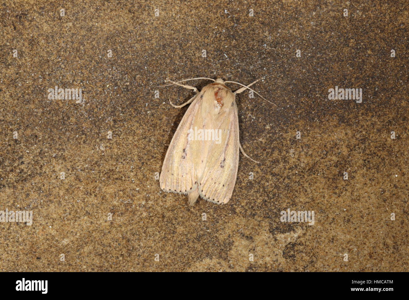 Webb's Wainscot (Globia sparganii) - a buff moth with a long abdomen that inhabits fens and marshes Stock Photo