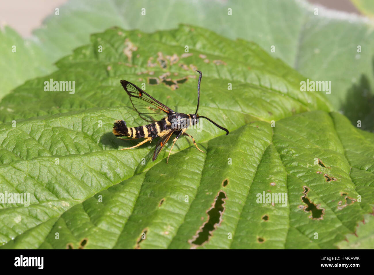 Yellow-legged Clearwing (Synanthedon vespiformis) - a wasp-mimic moth with black & yellow stripes, perched on a leaf (side view) Stock Photo