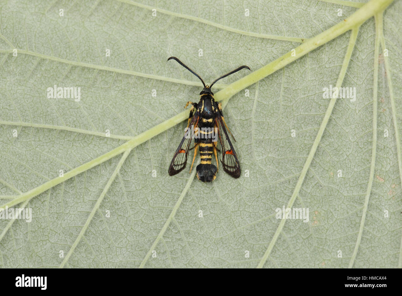 Yellow-legged Clearwing (Synanthedon vespiformis) - a wasp-mimic moth with black and yellow stripes, perched on a leaf Stock Photo