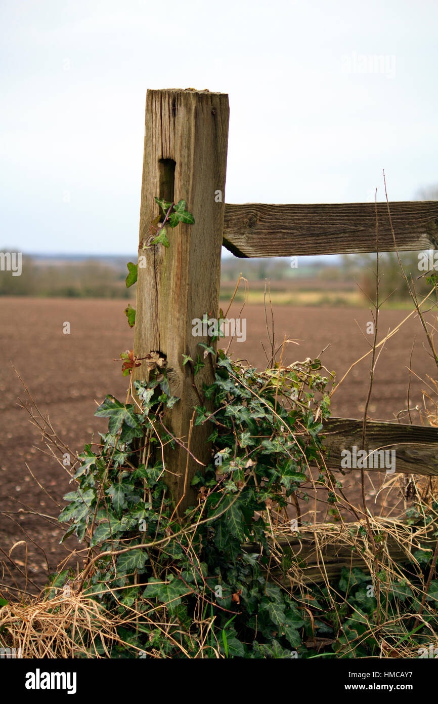Rustic image of an old ivy clad wooden farm fence with arable fields in ...