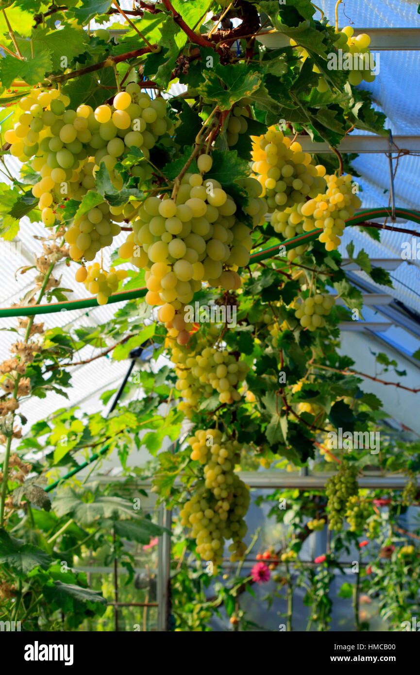 White grapes growing inside a UK greenhouse among lush leafy growth