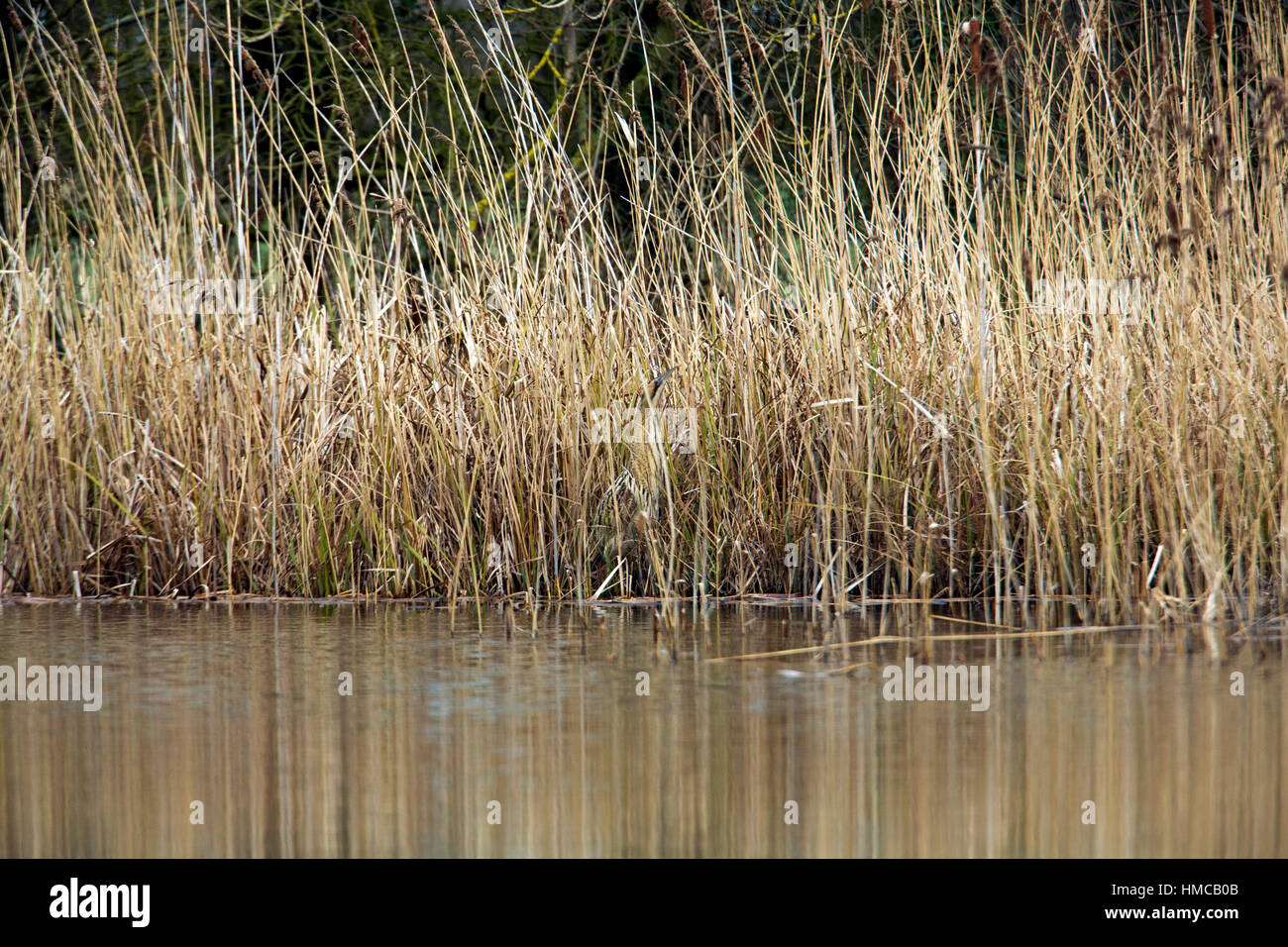 Spot the Bittern (Botaurus stellaris) among the dense reed beds in the ...