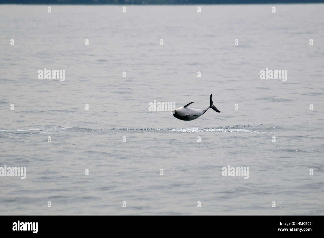 Dusky Dolphin jumping in the Pacific Ocean near Kaikoura in New Zealand. This springing seems to be some mating behavior- Stock Photo