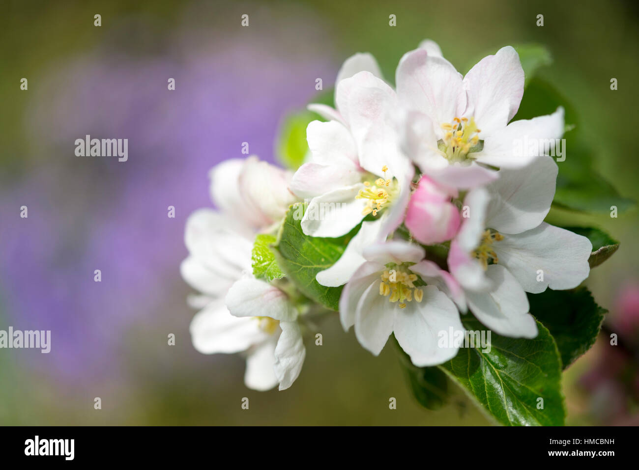 Colourful close up of Apple blossom with soft blurry background. Stock Photo