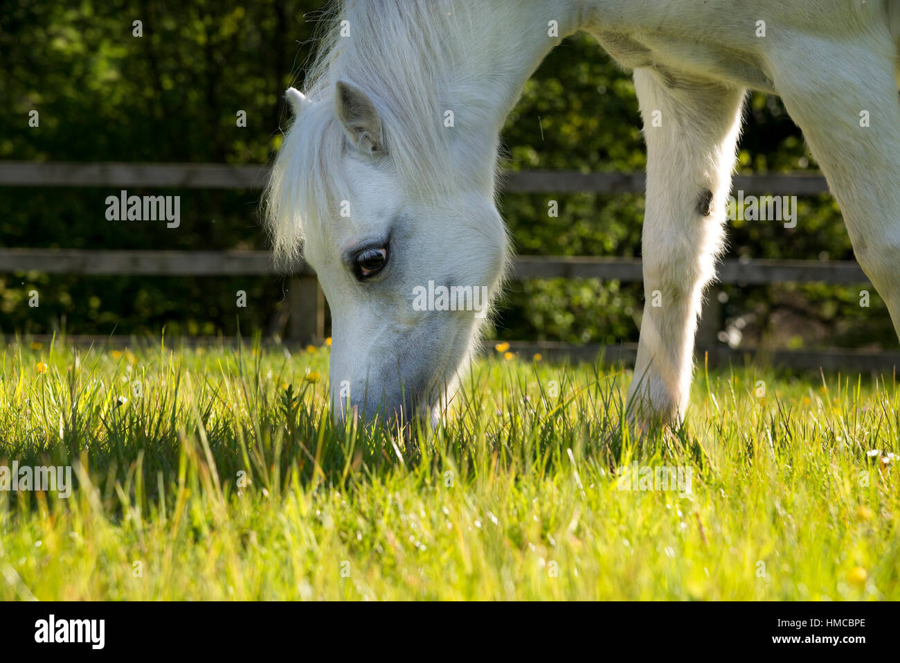 Little grey pony grazing in a summer meadow on a sunny evening. Stock Photo