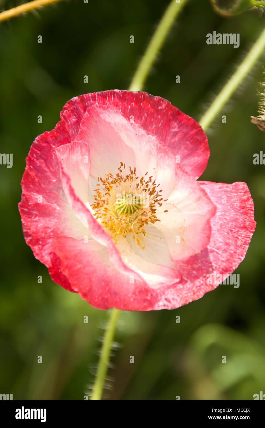Remembrance day poppy vector hi-res stock photography and images - Alamy