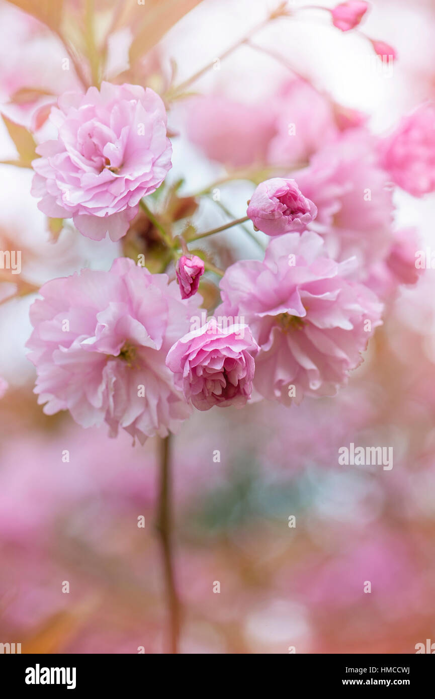 Japanese flowering Cherry tree Prunus "Kanzan" spring pink blossom