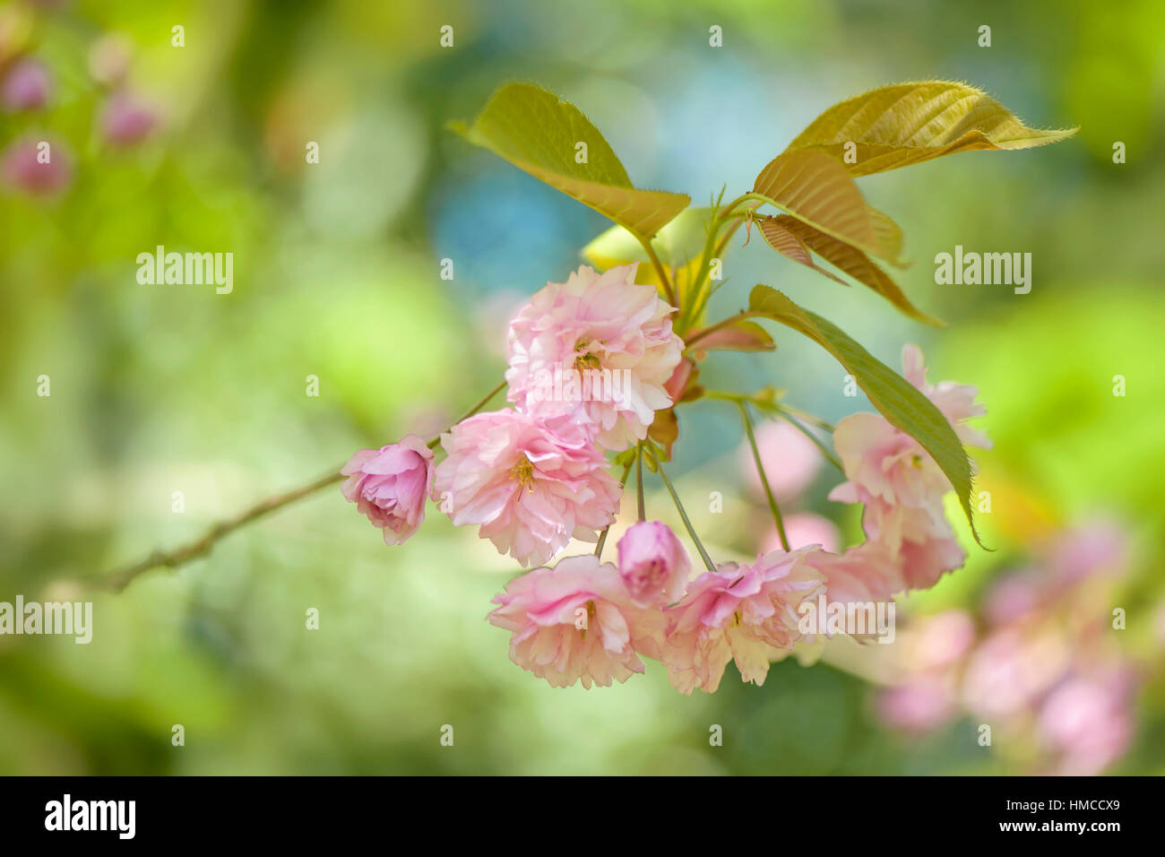 Japanese flowering Cherry tree Prunus "Kanzan" spring pink blossom flowers Stock Photo Alamy