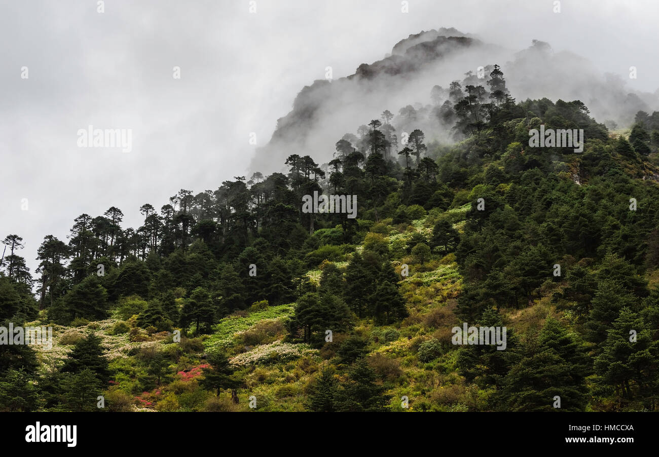 The forested slopes of the Himalayas with alpine flowers as fog lifts at dawn viewed from H229 highway near Bomdila. Stock Photo