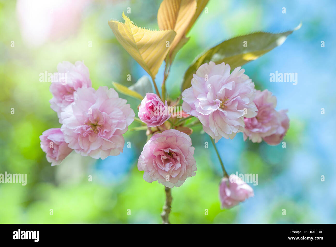 Japanese flowering Cherry tree Prunus "Kanzan" spring pink blossom