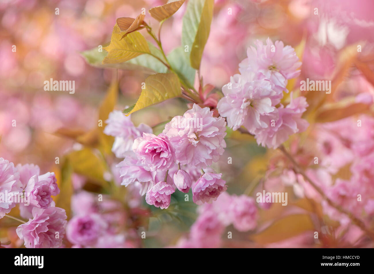 Japanese flowering Cherry tree Prunus 'Kanzan' spring pink blossom flowers. Stock Photo