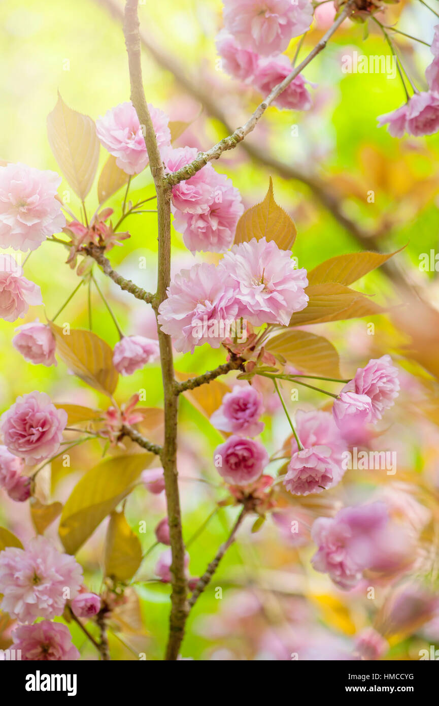 Japanese flowering Cherry tree Prunus "Kanzan" spring pink blossom