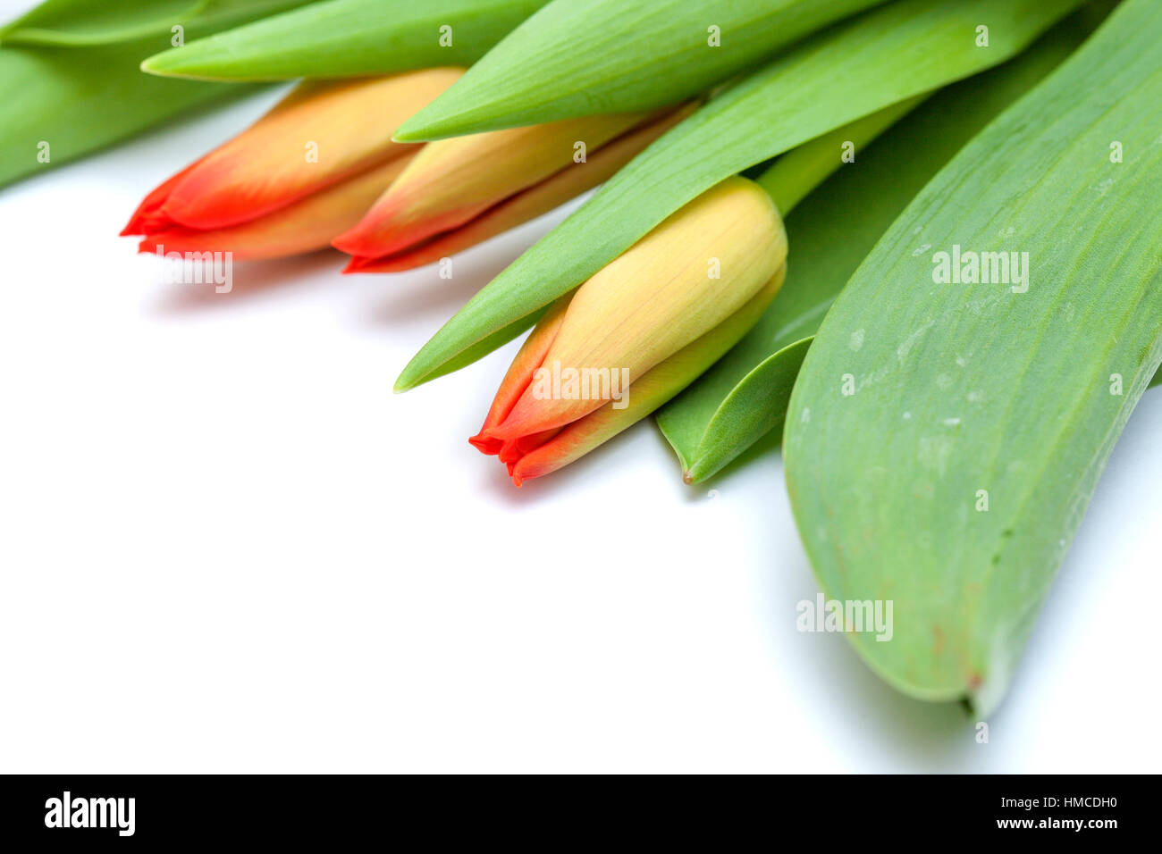 red and yellow tulip flowers isolated on white background Stock Photo ...