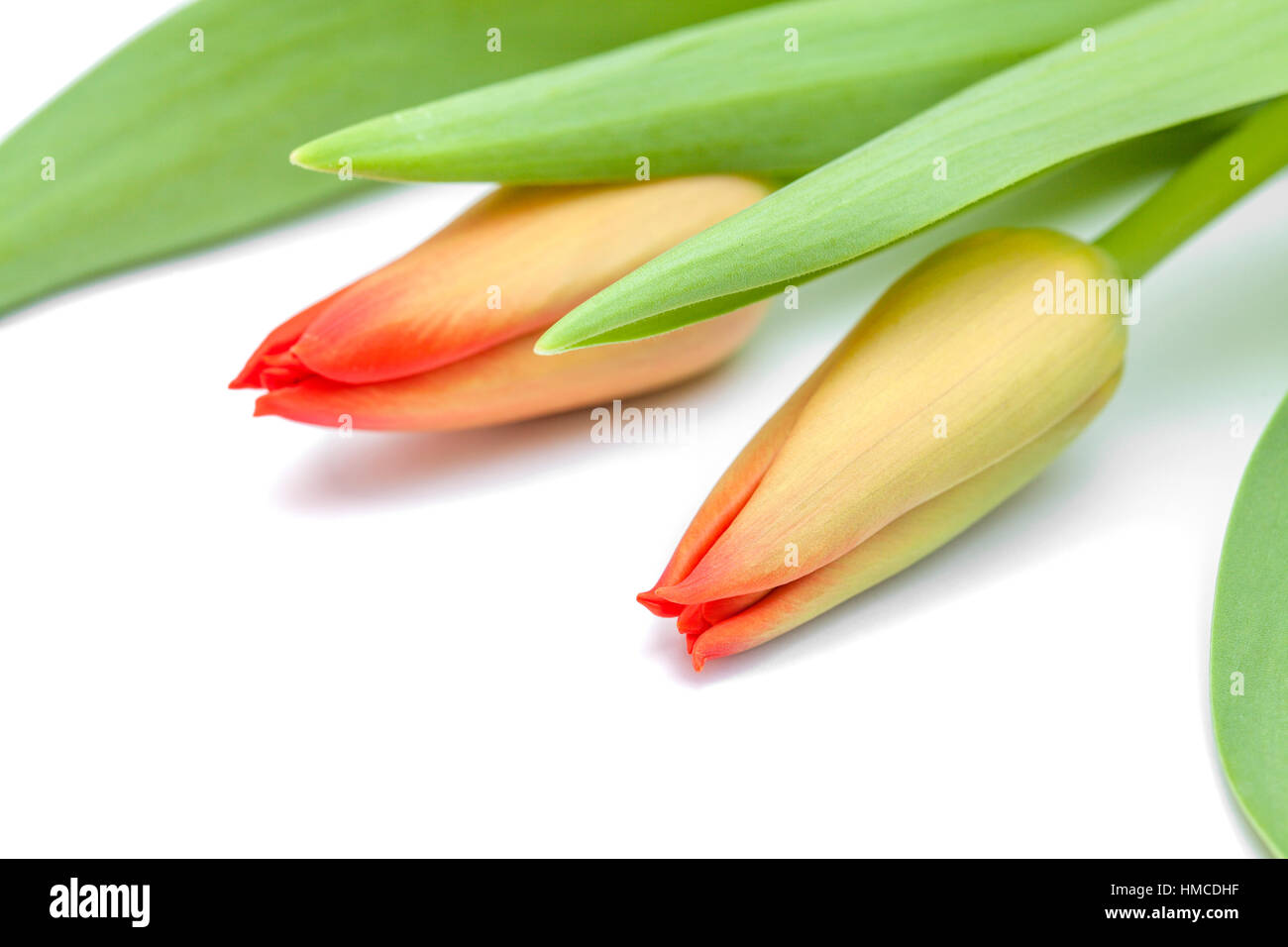 red and yellow tulip flowers isolated on white background Stock Photo ...