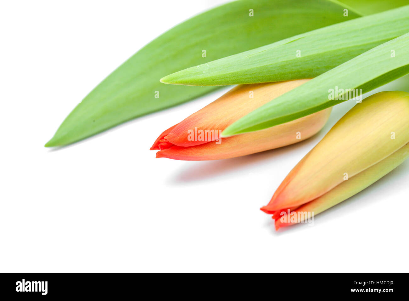 red and yellow tulip flowers isolated on white background Stock Photo ...