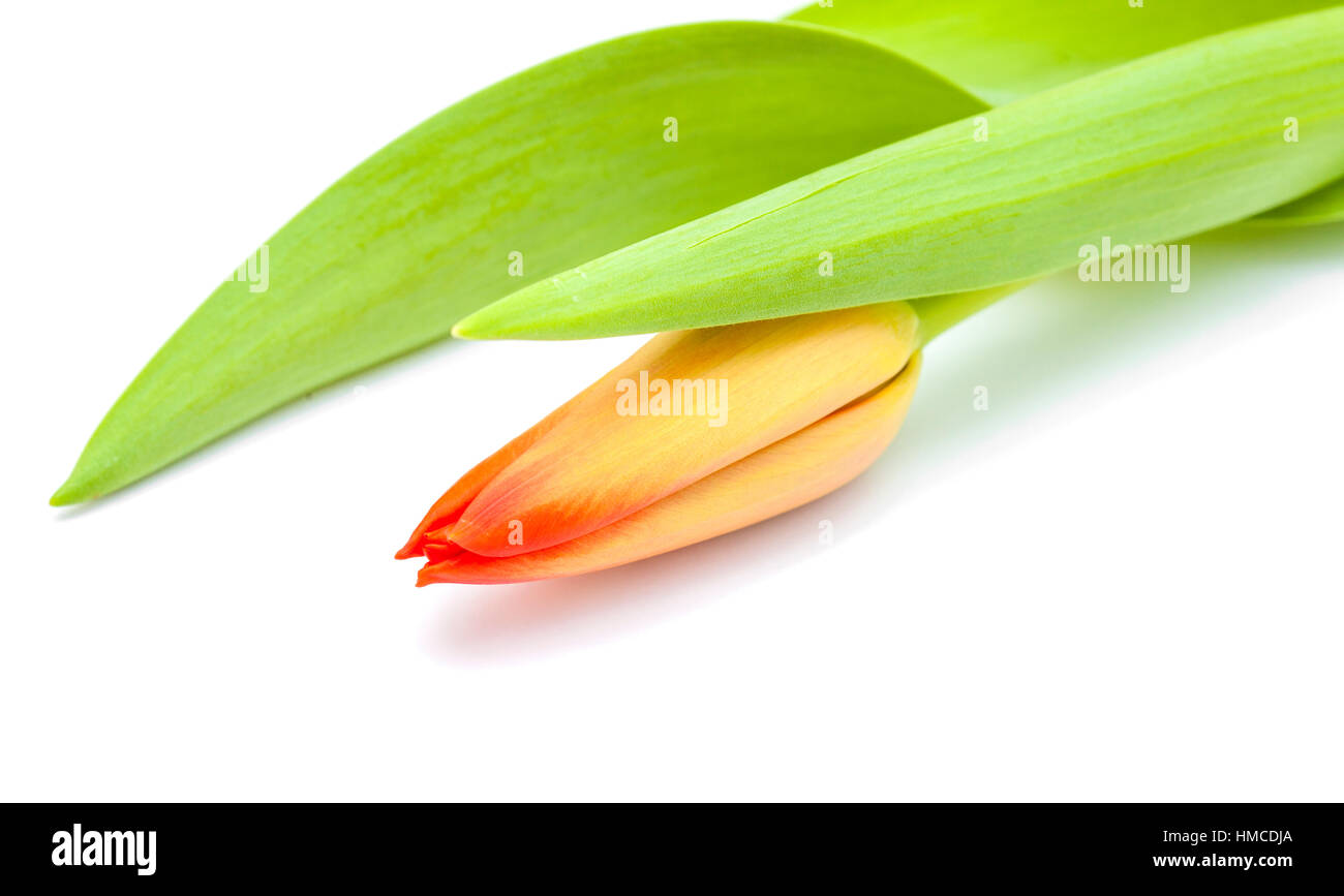 red and yellow tulip flowers isolated on white background Stock Photo ...