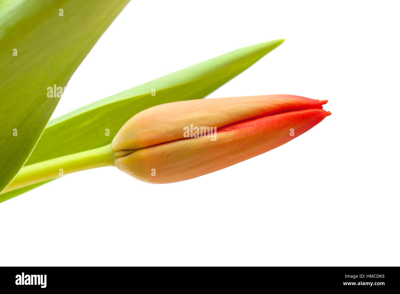 red and yellow tulip flowers isolated on white background Stock Photo ...