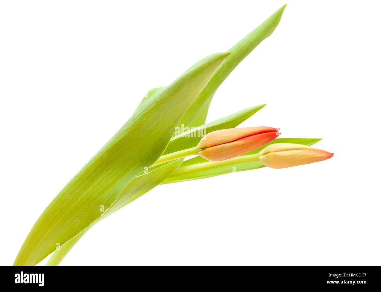 red and yellow tulip flowers isolated on white background Stock Photo ...