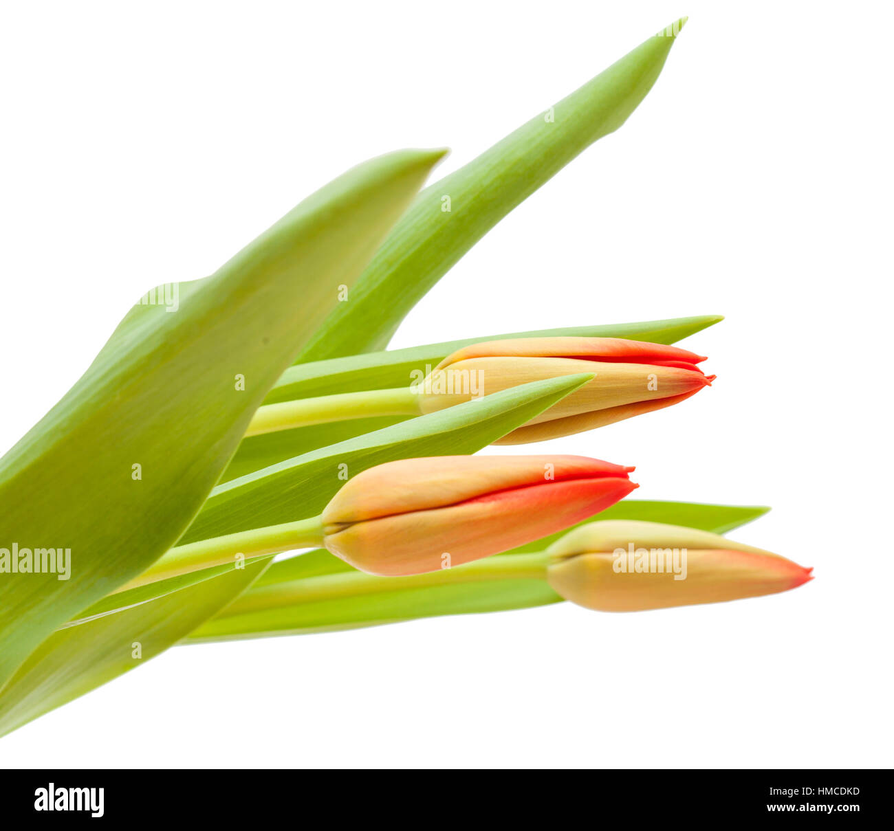 red and yellow tulip flowers isolated on white background Stock Photo ...