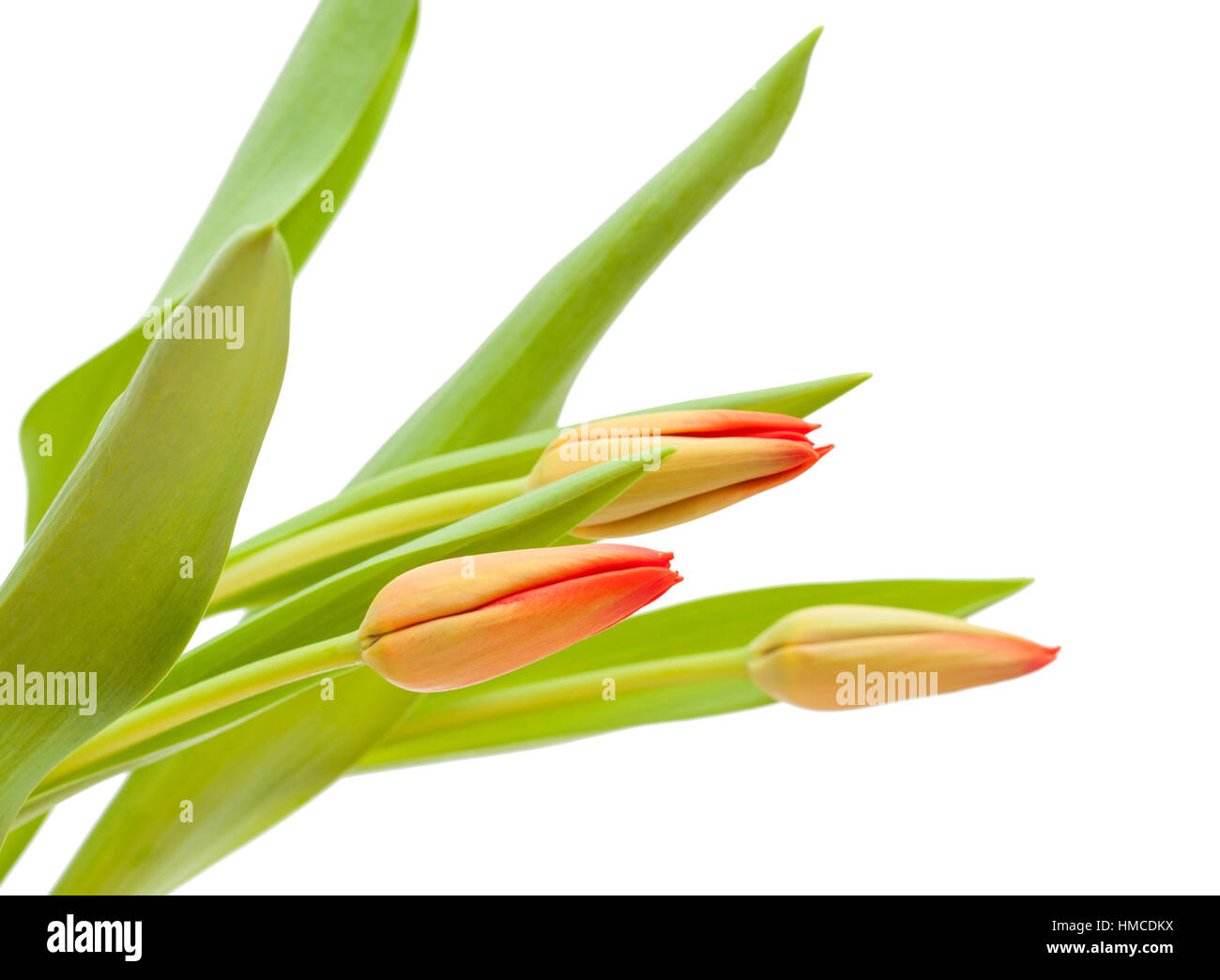 red and yellow tulip flowers isolated on white background Stock Photo ...