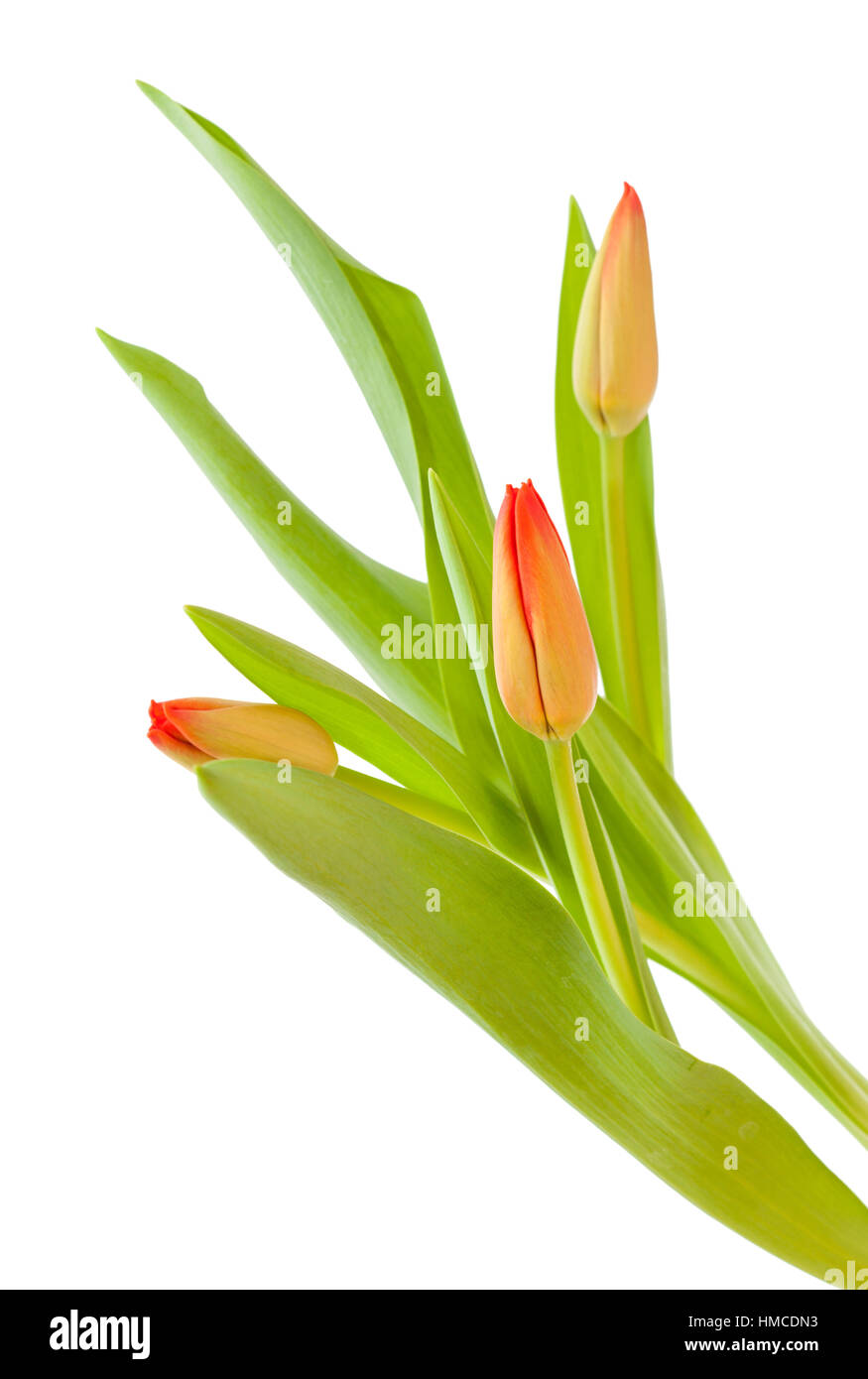 red and yellow tulip flowers isolated on white background Stock Photo ...
