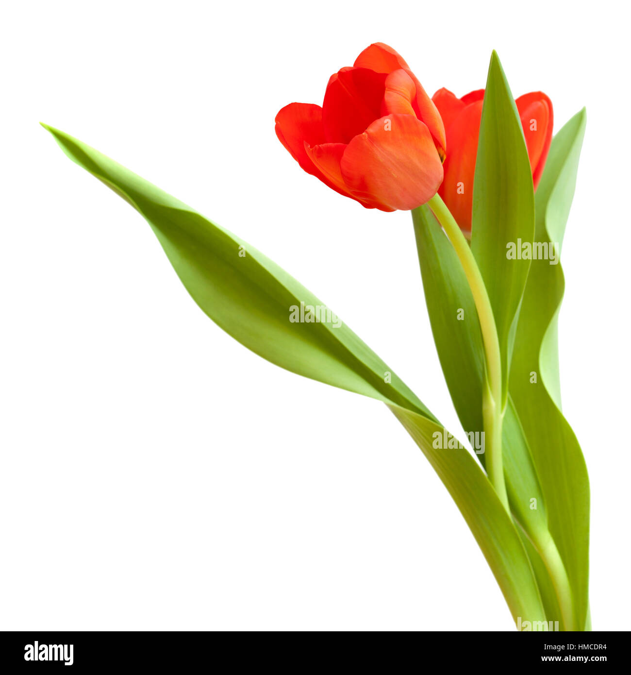 red and yellow tulip flowers isolated on white background Stock Photo ...