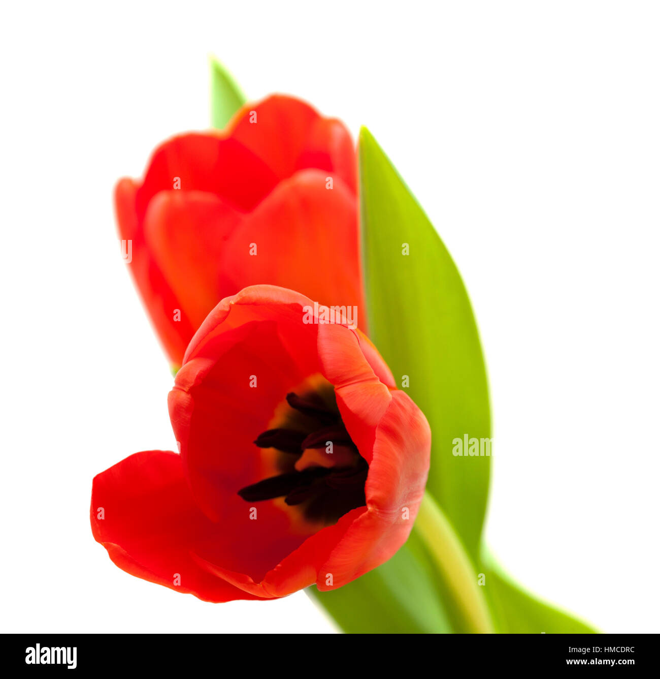 red and yellow tulip flowers isolated on white background Stock Photo ...