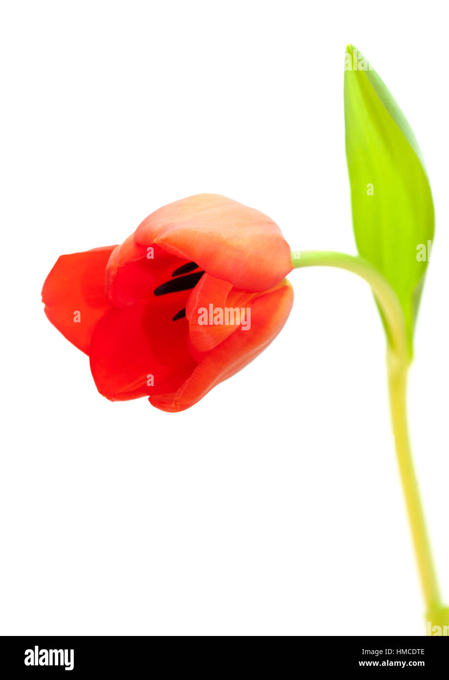 red and yellow tulip flowers isolated on white background Stock Photo ...