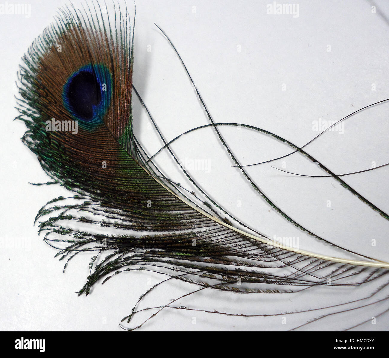Feathers of Peacock also known as Indian Peafowl of Blue peafowl native to India and Shri Lanka, Scientifically known as Pavo cristatus. Stock Photo