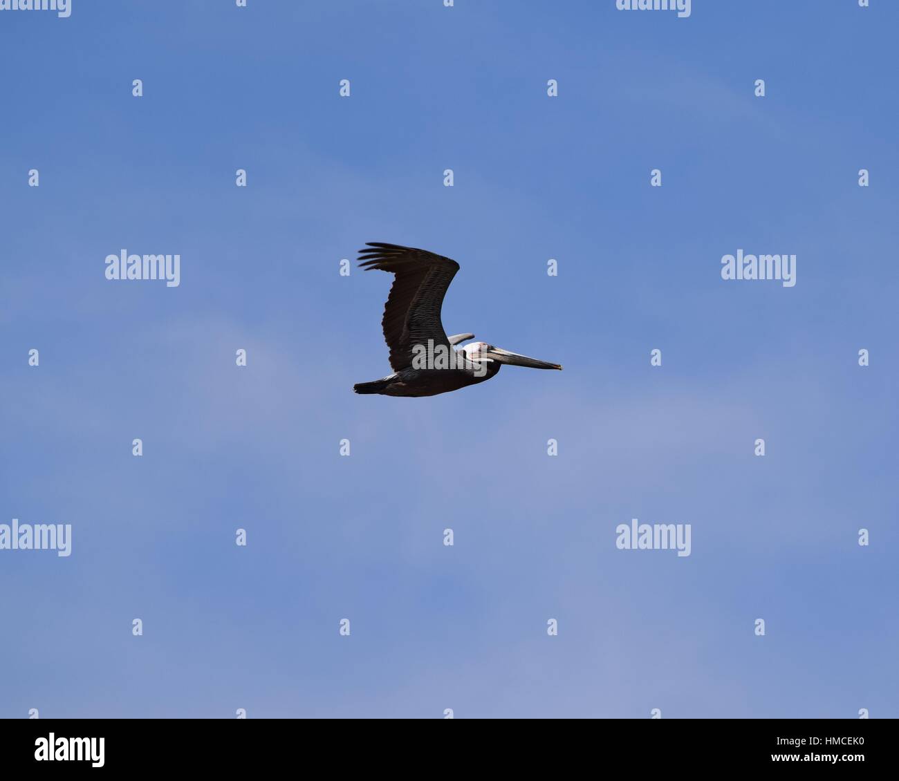 Brown Pelican Flight Stock Photo - Alamy