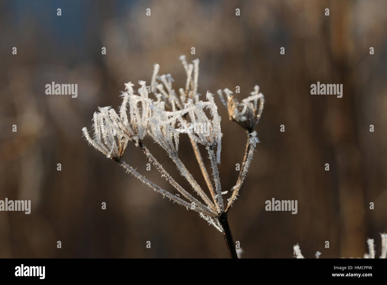 dried stalks of umbellifer plant coated with frost Stock Photo