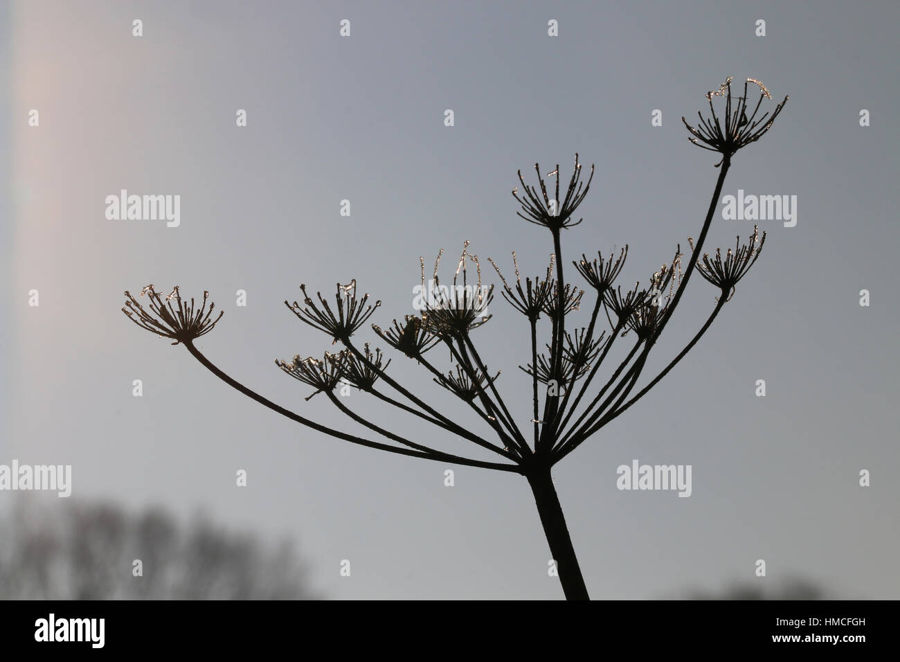 dried stalks of umbellifer plant coated with frost against a grey/blue sky Stock Photo