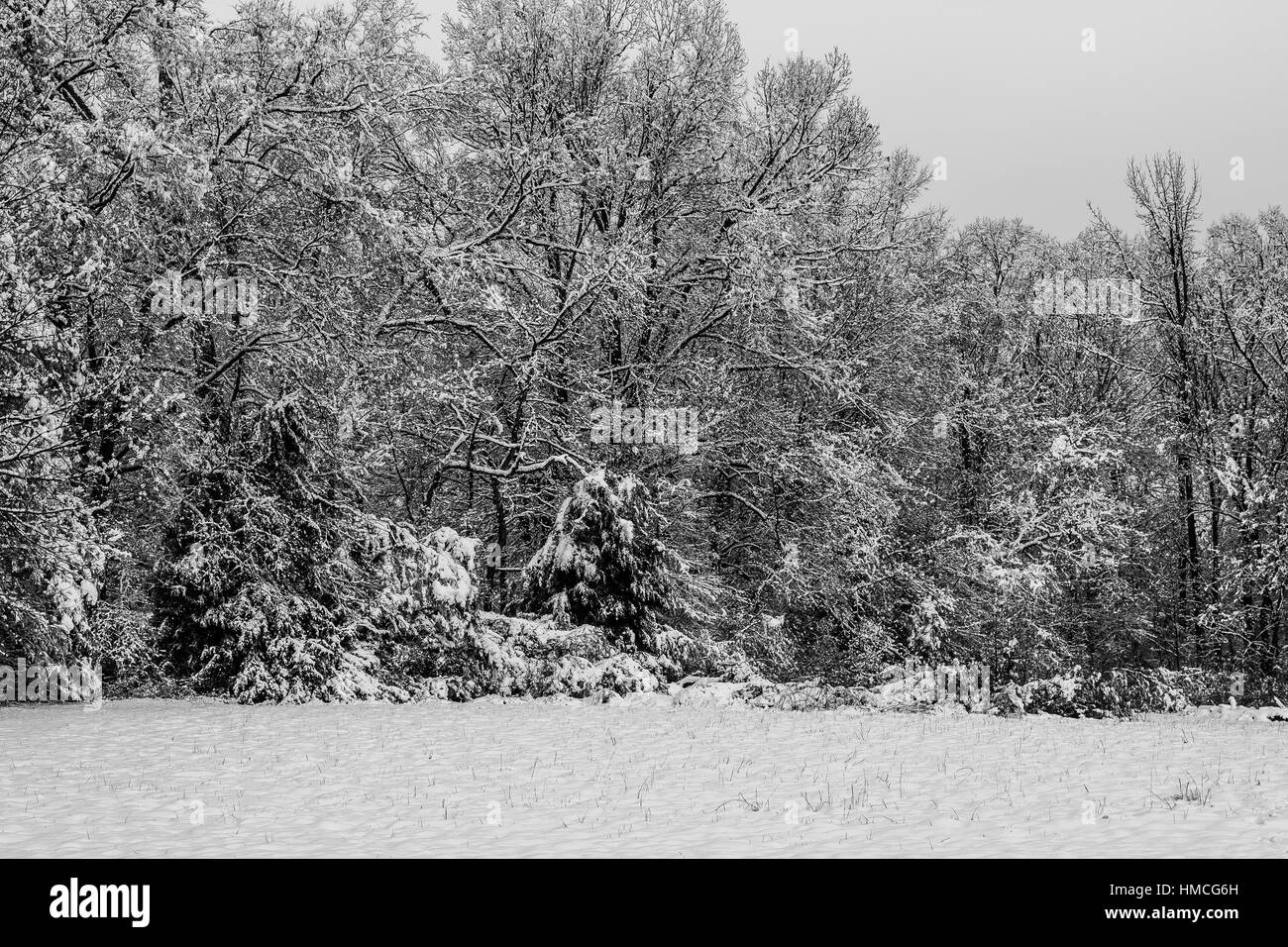 A rare measurable snowfall in north Mississippi. It snowed 8 inches