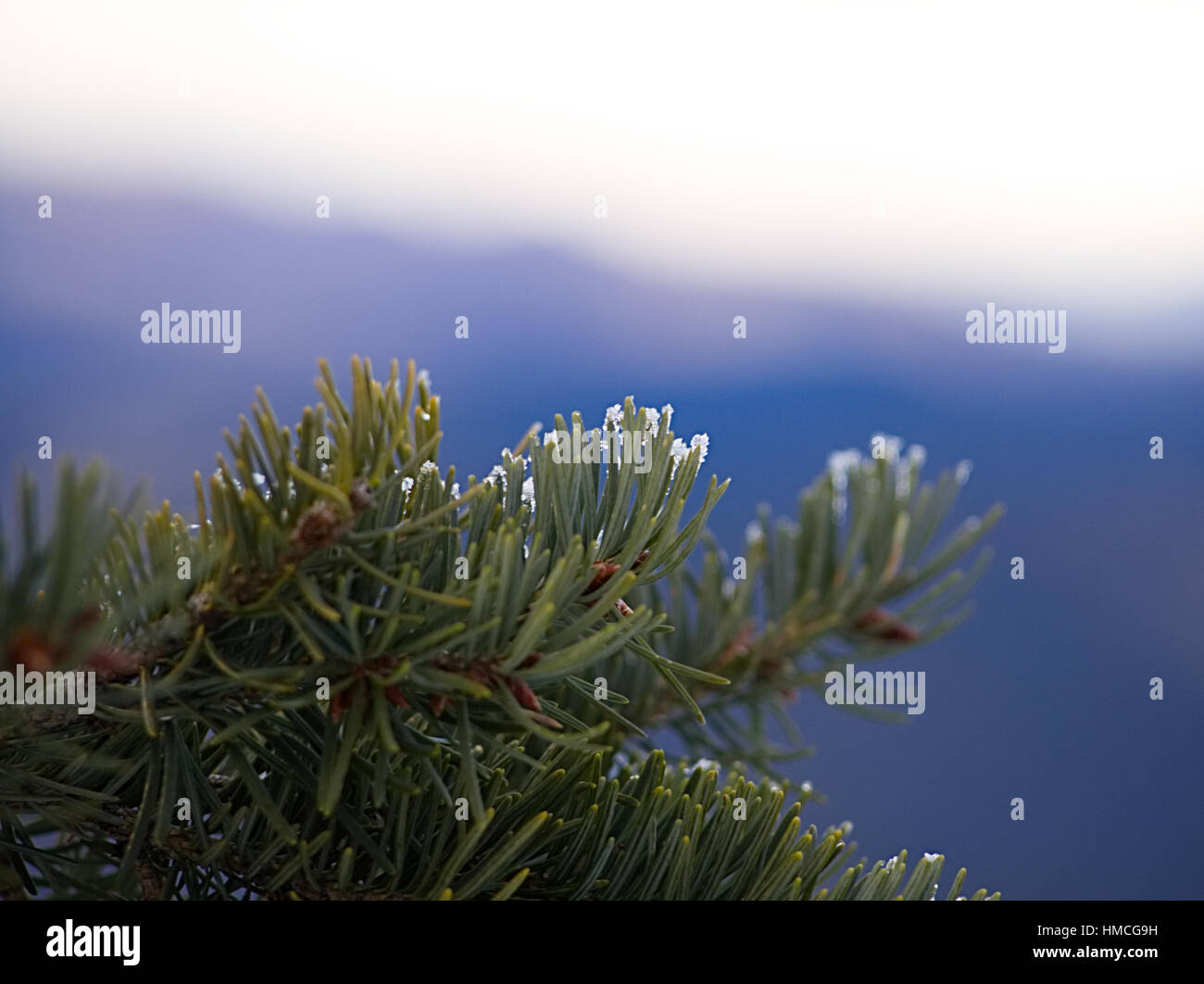 A macro shot of the winter frost on pine needles in Colorado's Roosevelt National Forest Stock Photo