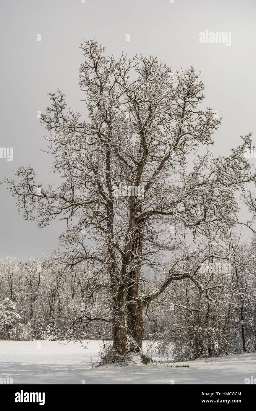 A rare measurable snowfall in north Mississippi. It snowed 8 inches