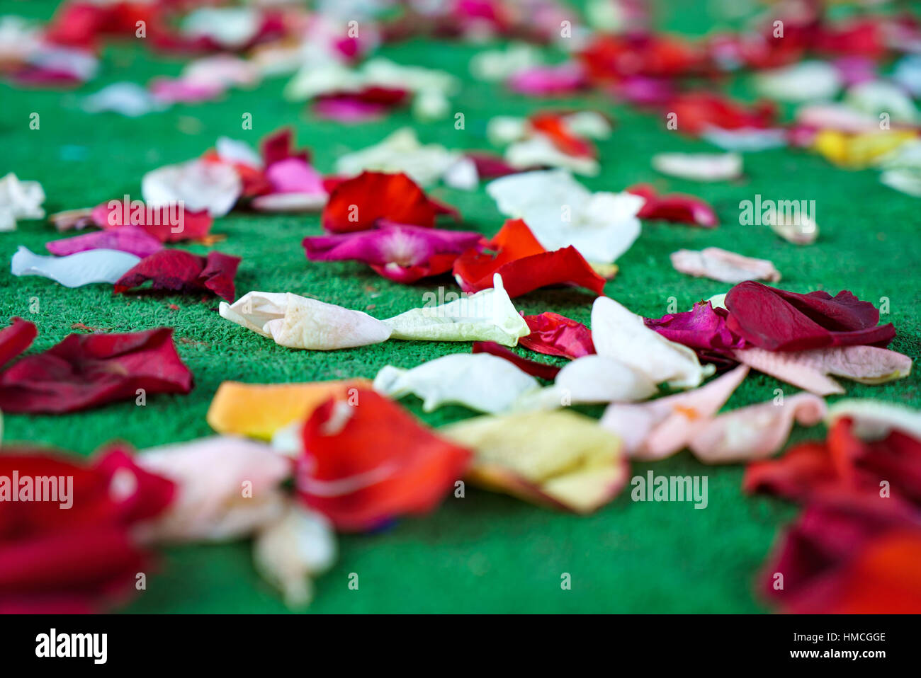 Rose petals on floor hires stock photography and images Alamy
