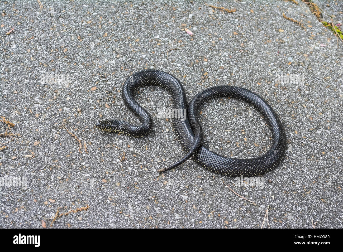 A black king snake isolated on a paved asphalt background. Stock Photo