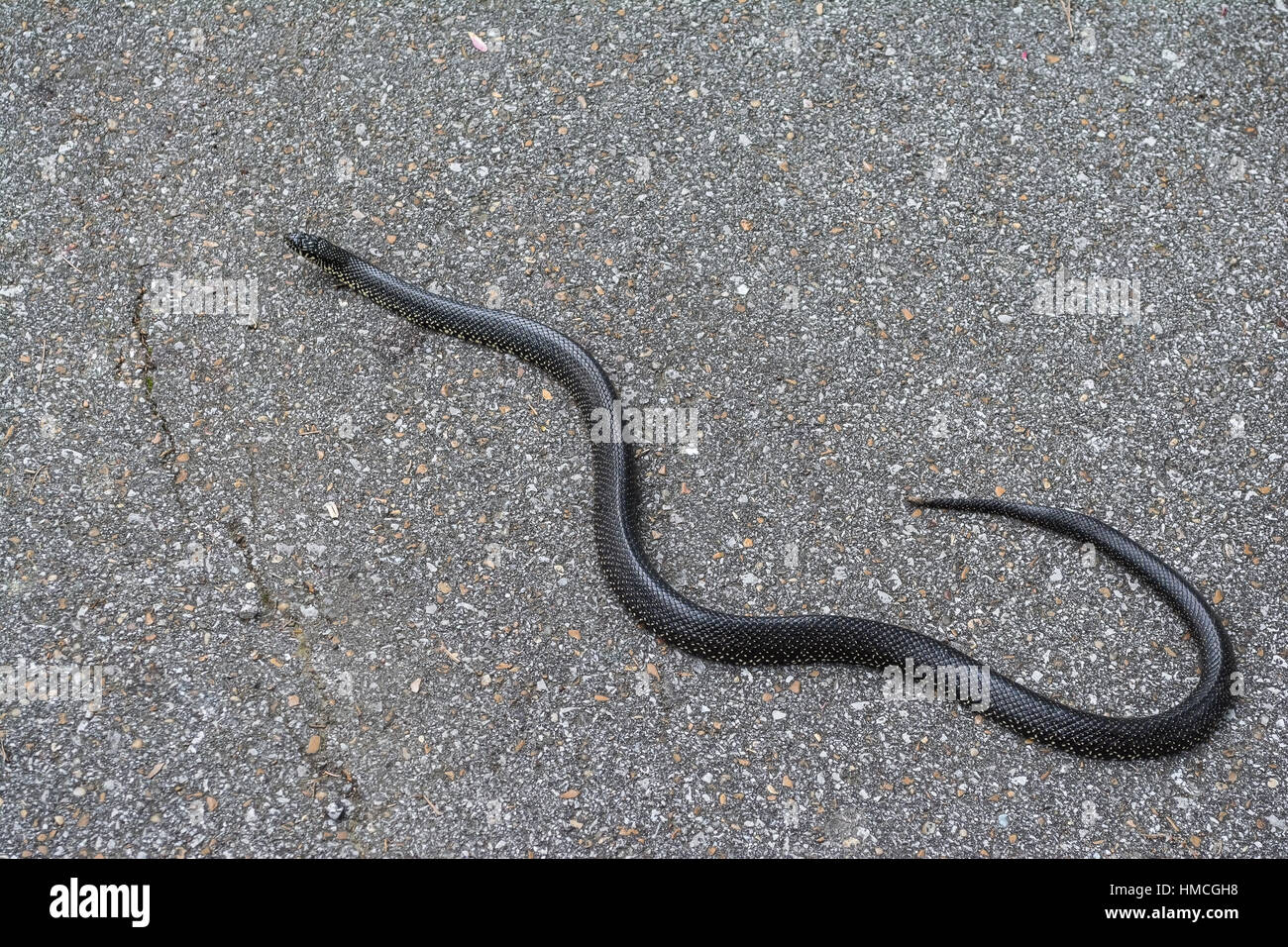 A black king snake isolated on a paved asphalt background. Stock Photo