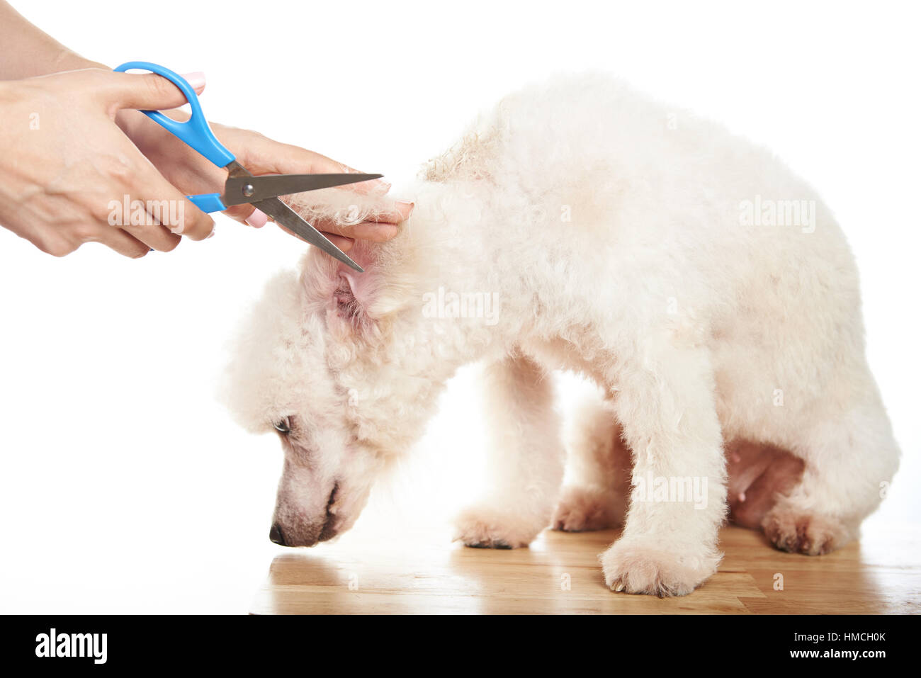 Cut poodle dog hair with scissors isolated on white Stock Photo Alamy